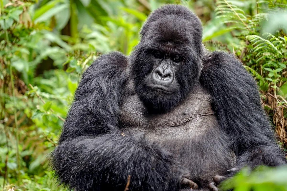 12Day Gorilla and Chimp trekking in Uganda
